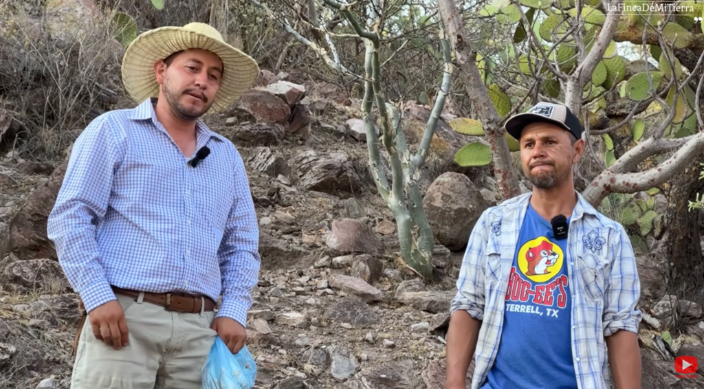 COSECHAR ORÉGANO CUESTA MUCHO TRABAJO PERO LO PAGAN MUY BARATO